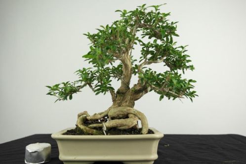 Bonsai Serissa 24cm, super mooi verfijnd, TOPKANS, nr, 3982