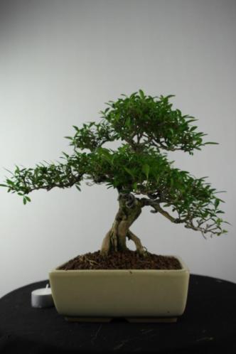 Bonsai Serissa 29cm, zeer fraaie verfijnde boom, nr, 6974