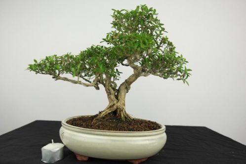 Bonsai Serissa 30 cm, mooi oud boompje, nr, 4018