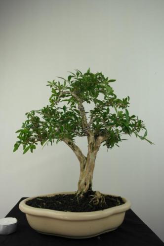 Bonsai Serissa 34 cm, verfijnd boompje voor binnen, nr, 7178