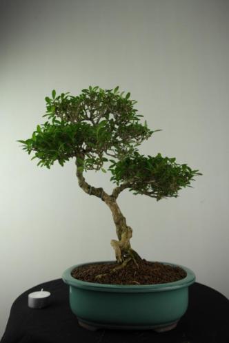 Bonsai Serissa 36cm , zeer mooi en verfijnde boom, nr, 6973