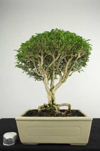 Bonsai Serissa 39cm, zeer mooi verfijnde kwaliteit, nr, 3515