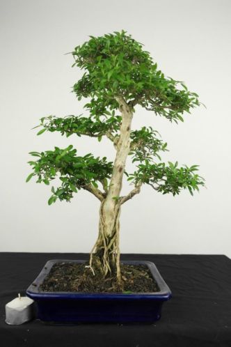 Bonsai Serissa 43cm, mooie verfijnde boom nr, 4019