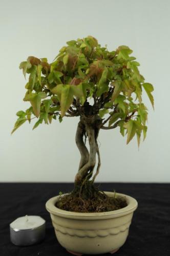 Bonsai Shohin Acer buerger. 20 cm Japans 6963 PINKSTERSHOW