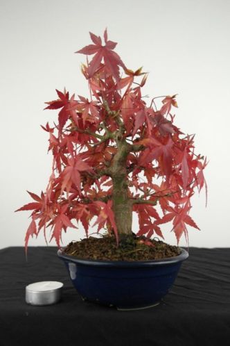 Bonsai Shohin Acer palmatum, 24 cm, nr. 3434