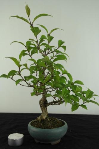 Bonsai Shohin Callicarpa japonica 24 cm,nr,6960 Pinkstershow