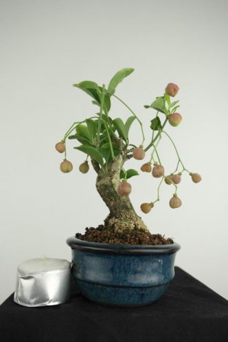 Bonsai Shohin Euonymus 15,5cm, TOP,Japans boompje, nr 3943