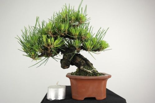 Bonsai Shohin Pinus thunbergii 20cm, nr, 3933 TOPSTUK