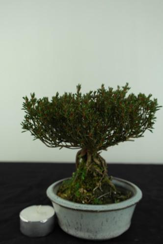 Bonsai Shohin satsuki 15 cm herk. Japan,nr,6529 Pinkstershow