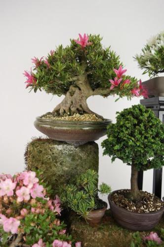 Bonsai Show 4 en 5 mei geopend, Wij zijn uniek in NL