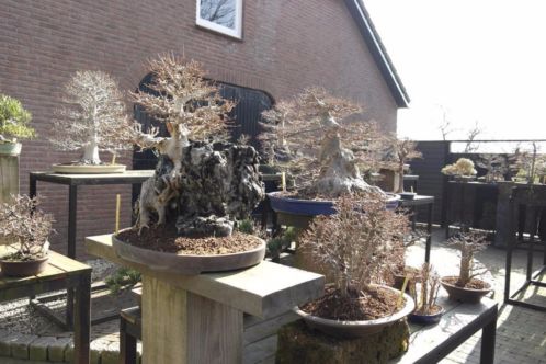 Bonsai show de mooiste bomen voor binnen en buiten, uniek.