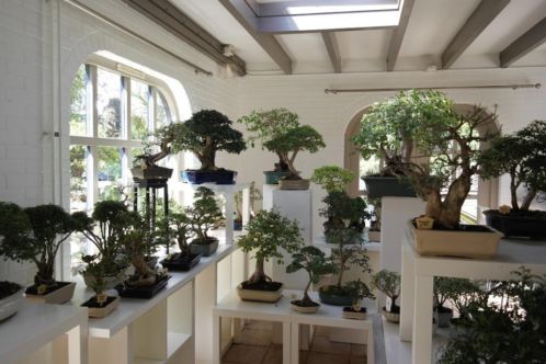 Bonsai SHOW, uniek in Nederland