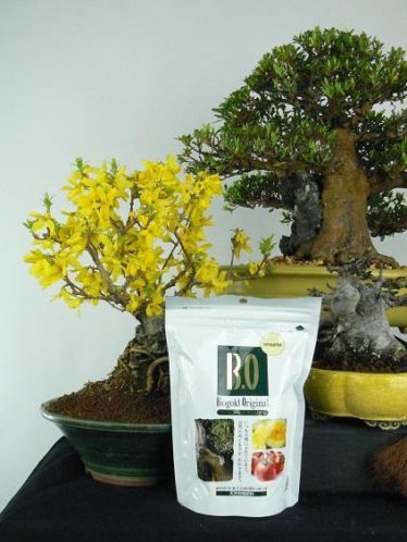 Bonsai SHOW, UNIEK IN NL, nergens deze keuze.