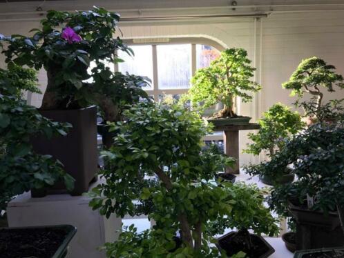 Bonsai SHOW, Uniek in NL. OOK OP ZONDAG GEOPEND