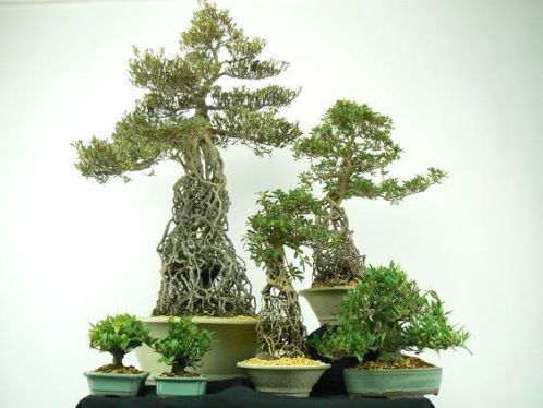 Bonsai Show vandaag en morgen 20 korting op alle Bonsai 