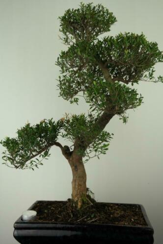Bonsai Syzygium 70 cm, knots van een boom, nr, 7443