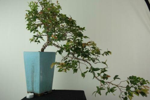 Bonsai Syzygium cascade 50 cm, nr, 7690 verfijnd boompje