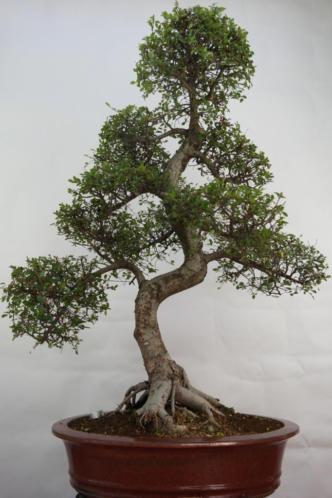 Bonsai Ulmus 118 cm, zeer grote boom, nr, 7095 Topkans