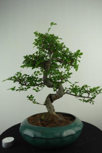 Bonsai Ulmus 38 cm, mooi oud boompje, nr, 38 cm. nr, 6998