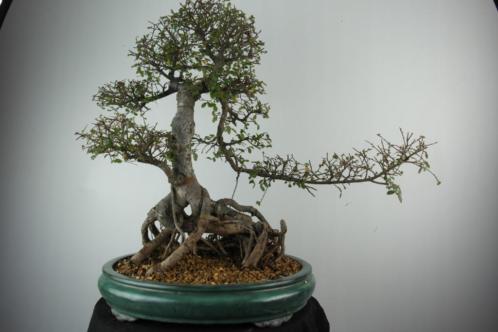 Bonsai Ulmus 60 cm, zeer fraaie oude boom, nr, 7011