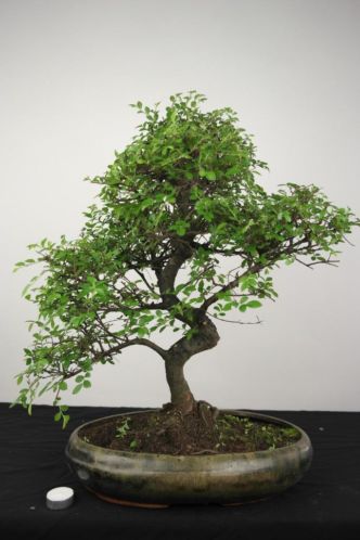 Bonsai Ulmus 65 cm, mooie grote boom, nr. 4114