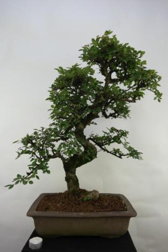 Bonsai Ulmus 66 cm, mooie grote boom betaalbaar nr, 7069