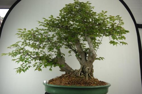 Bonsai Ulmus 68cm, zeer fraaie oude knots van een boom, 7009