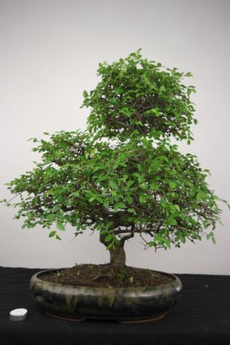 Bonsai Ulmus, hoogte 65 cm, hele leuke bonsai, nr. 4115