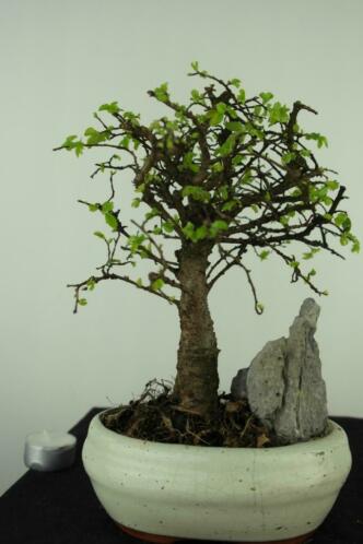 Bonsai Ulmus met rots 24 cm, leuke starters boom, nr, 7428