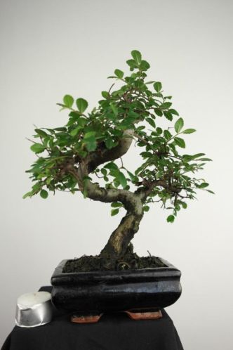 Bonsai Ulmus parvifolia 26 cm, nr, 3948, TOPKANS