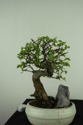Bonsai Ulmus rots 24 cm, leuke starter en voordelig, nr,7435