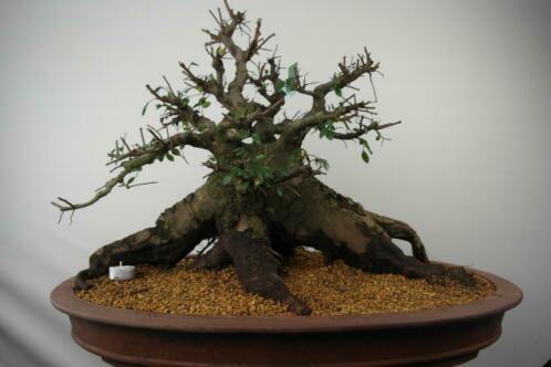 Bonsai Ulmus Yamadori 56 cm, nr, 7511, dit zie je nooit TOP