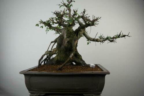 Bonsai Ulmus Yamadori 64cm, nr, 7510, zeer fors exemplaar