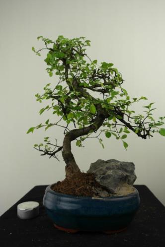 Bonsai Ulmus,met rots, 32 cm, nr, 7330 TOPKANS voordelig