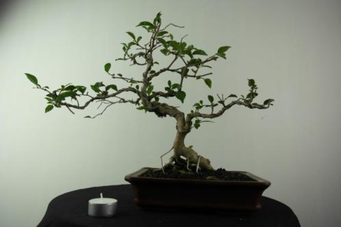 Bonsai Wrightia 30 cm zeer fraai boompje, nr, 6965