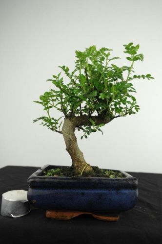 Bonsai Zanthoxylum 24 cm, nr, 3961