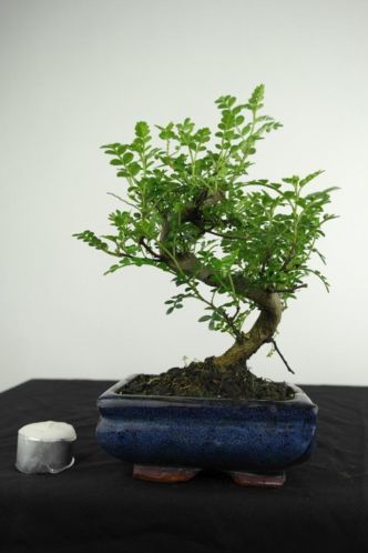 Bonsai Zanthoxylum 24cm, super starter, nr, 3960