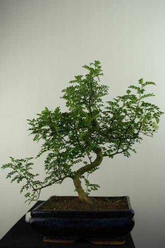 Bonsai Zanthoxylum, 44 cm, nr, 6832, TOPKANS