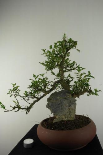 Bonsai Zanthoxylum met rots, 43 cm TOPKANS, nr, 6907