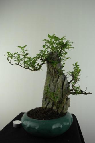 Bonsai Zanthoxylum met rots, TOPKANS, nr, 6903