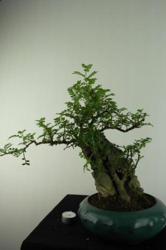 Bonsai Zanthoxylum met rots,43 cm, fraai en verfijnd nr 6901