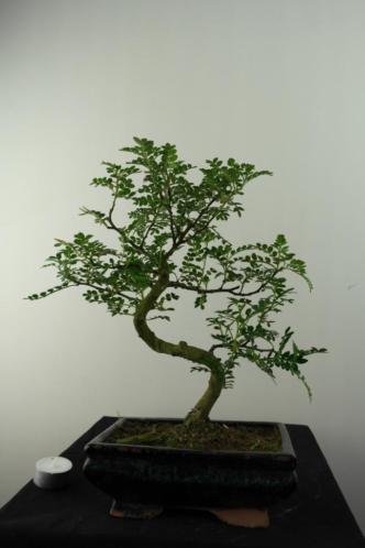 Bonsai Zanthoxylum,37 cm, super kans voordelig, nr, 6842