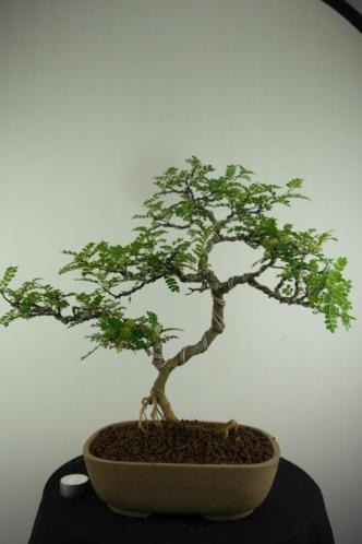 Bonsai Zantoxylum 47 cm, mooie verfijnde boom, nr, 6990.