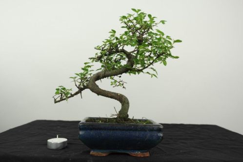 Bonsai Zelkova, 26 cm, super starter, TOPKANS, nr, 4184