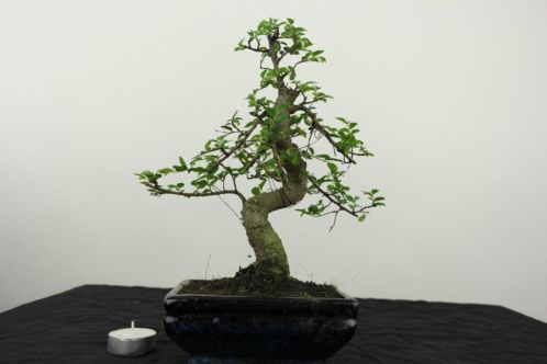 Bonsai Zelkova 26 cm, super starters kans, nr, 4185