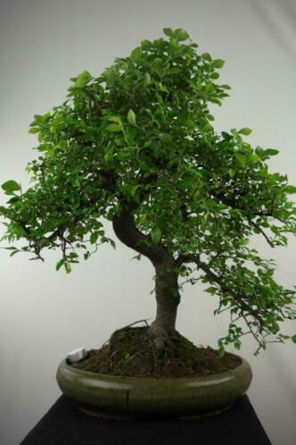 Bonsai Zelkova 70cm, mooie grote en oude boom, nr, 7677