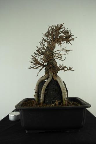 Bonsai Zelkova nire 30cm fraai Japans boompje, nr, 7347