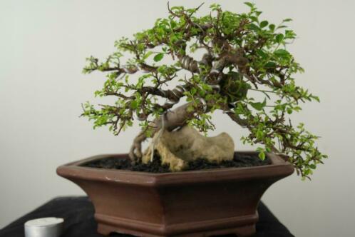 Bonsai Zelkova op rots 22 cm, nr, 7531, Verfijnd boompje