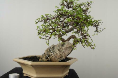 Bonsai Zelkova op rots 32 cm, nr, 7530, Verfijnd boompje