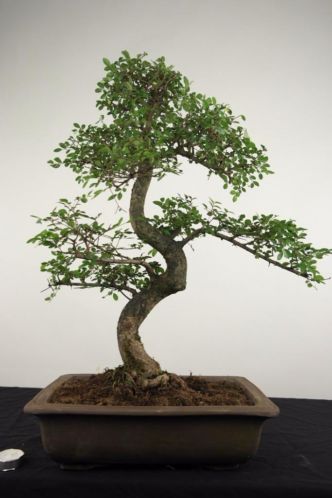 Bonsai Zelkova parfiflora, 62 cm. nr, 4862, TOPKANS